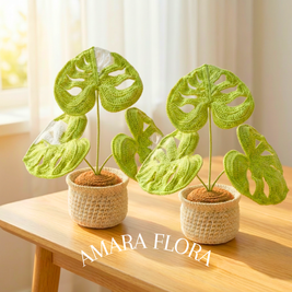 Monstera Plant - Plain Leaves