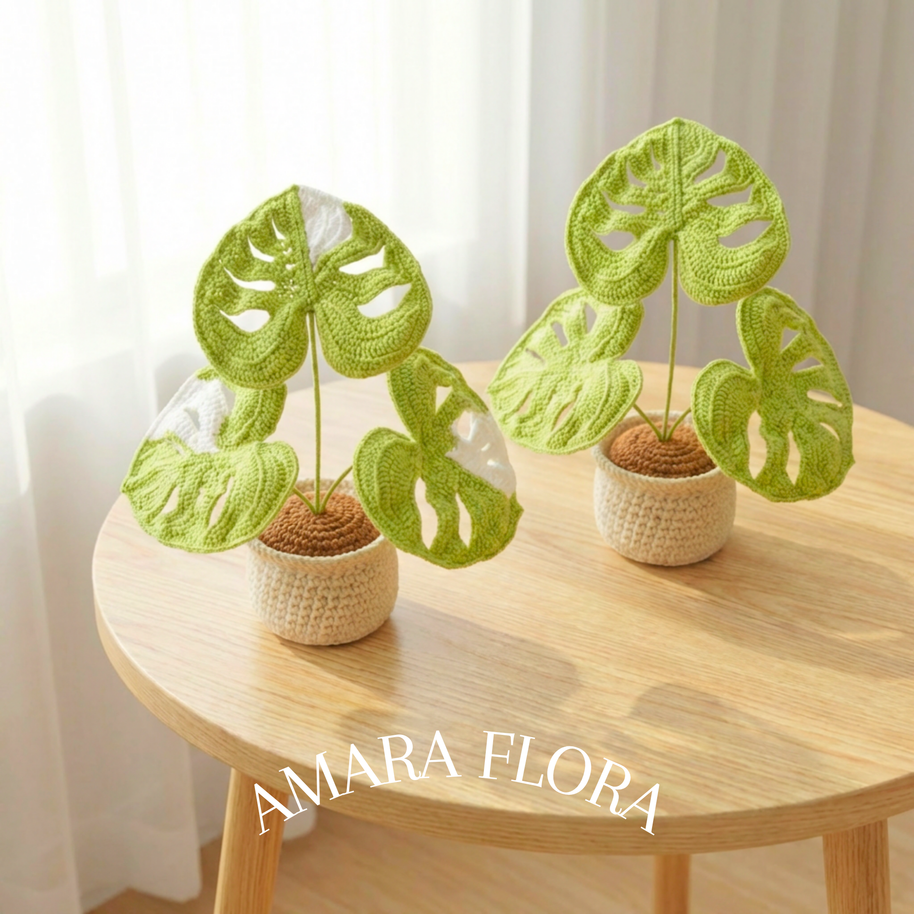 Monstera Plant - Plain Leaves