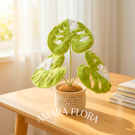 Monstera Plant - White Leaves