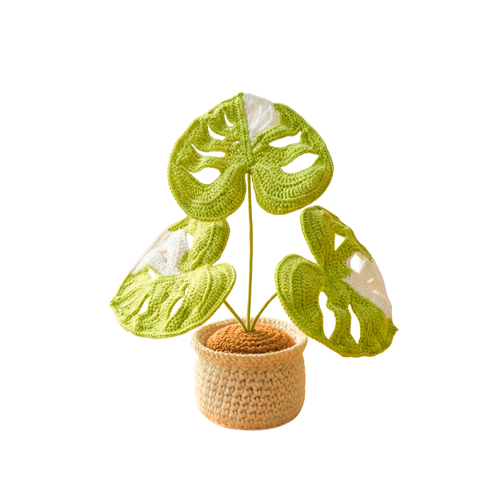 Monstera Plant - White Leaves