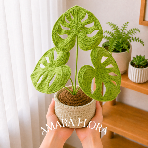 Monstera Plant - Plain Leaves