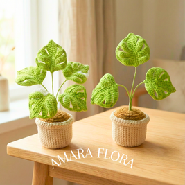 Monstera Green